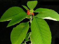 Euphorbia cyatophora MCA (small quantity)